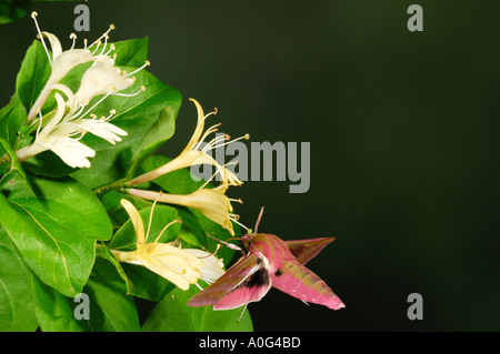 Elefant Hawkmoth Deilephila elpenor Stockfoto