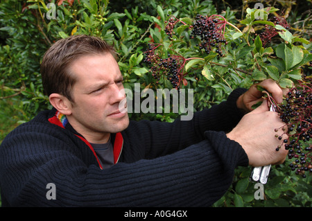 DER CHEF MATT TEBBUTT HOLUNDERBEEREN ZU SAMMELN, NACH EINEM REZEPT BASIEREND AUF LEBENSMITTEL GESAMMELT DURCH NAHRUNGSSUCHE WALES UK Stockfoto