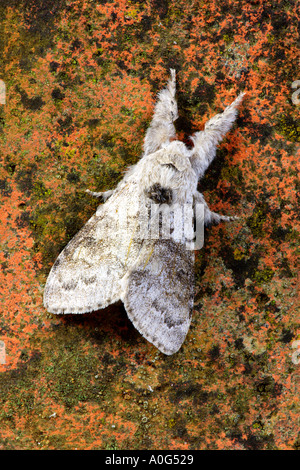 Blasse Grasbüschel (Calliteara Pudibunda) im Ruhezustand auf Lehm Fliesen bedeckt Lichin Potton bedfordshire Stockfoto