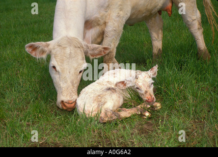 Charolais Kuh leckt ihr neugeborenes Kalb auf der Wiese liegend Stockfoto