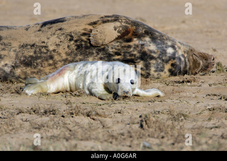 Grey Seal Halichoerus Grypus, Kuh und Hund am Strand, Donna Nook Lincolnshire, UK Stockfoto