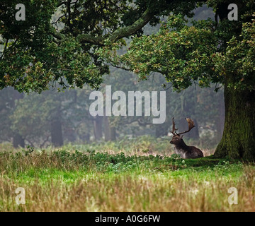 Brache Hirsch unter Baum Stockfoto