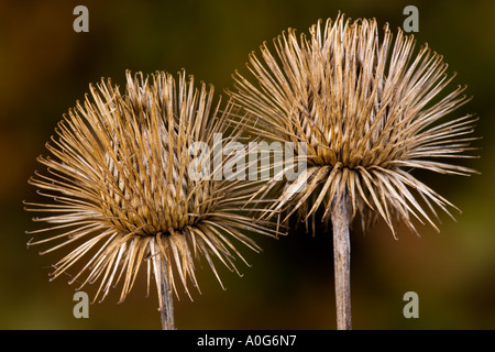 Größere Klette Arctium Lappa Samenköpfe gegen Nic entschärfen Hintergrund Potton bedfordshire Stockfoto