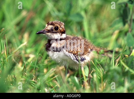 Killdeer Juvenile Stockfoto