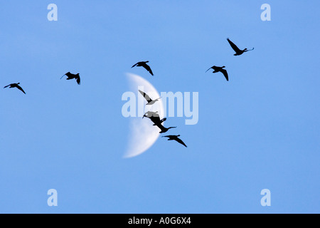 Brent Gänse Branta Bernicla vorbeifliegen des Mondes Norfolk Stockfoto