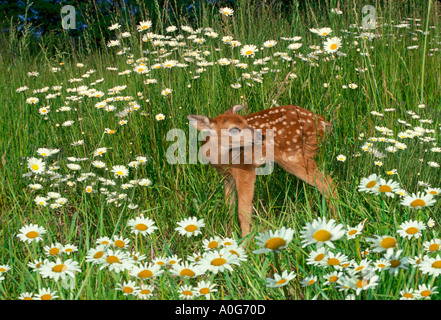 Weiß - angebundene Rotwild Kitz im Gebiet der wilden Oxeye Gänseblümchen, Missouri USA Stockfoto