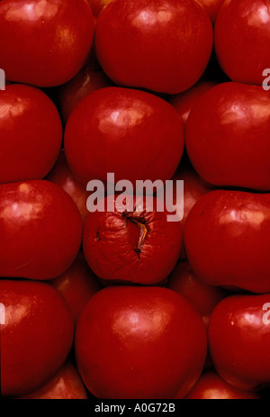 Ein fauler Apfel: Jonathan Äpfel in Zeilen und eine "schlechten" Apfel, Missouri USA verwöhnt Stockfoto