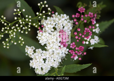 Spiraea Japonica Shirobana Stockfoto