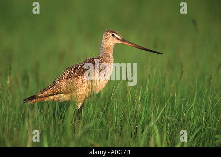 Marmorierte Uferschnepfe Stockfoto