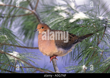 Mourning Dove thront im verschneiten Kiefer Stockfoto