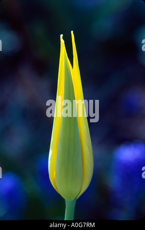 Tulpe Knospe "West Point" Stockfoto