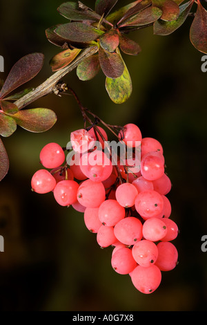 Berberis-Reihe von Trauben Beeren gegen schöne Out-of-Fokus Hintergrund Potton bedfordshire Stockfoto
