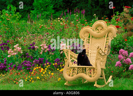 Schwarze Katze sitzt auf einem phantasievollen Wicker-Schaukelstuhl in Pastell Blumengarten Misssouri USA Stockfoto