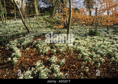 Painswick Rococco Garten Gloucestershire Teppich aus Schneeglöckchen Galanthus atkinsii Stockfoto