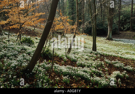 Painswick Rococco Garten Gloucestershire Teppich aus Schneeglöckchen Galanthus atkinsii Stockfoto