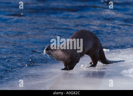 Fischotter auf eisigen Küste im Winter. Stockfoto