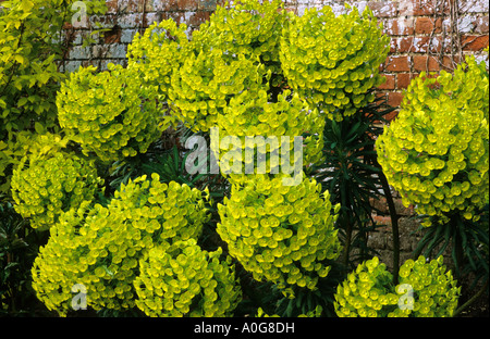 Euphorbia Characias Subspecies Wulfenii John Tomlinson, Wolfsmilch, Gartenpflanze, Wolfsmilch, gelbe Blüten Stockfoto