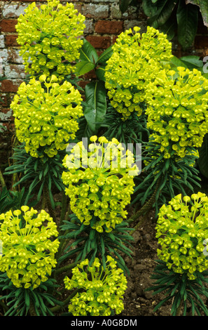 Euphorbia Characias Subspecies Wulfenii John Tomlinson, Wolfsmilch, Wolfsmilch, gelbe Blüten, Gartenpflanze euphorbias Stockfoto