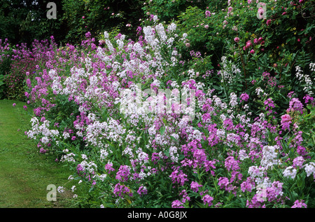 Hesperis Matronalis, Rosen in Grenze, Elsing Hall, rosa weiße Farbkombination, Gartenpflanzen, Blumen Stockfoto