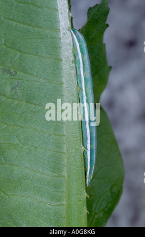 Hebräischen Zeichen Motte (Orthosia Gothica) Raupe. Stockfoto