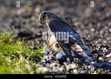 Sparrowhawk Accipiter Nisus mit Wacholderdrossel Turdus Pilaris suchen Warnung Stockfoto