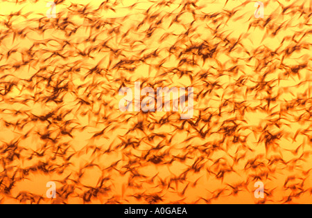 Schneegänse nehmen in der Morgendämmerung Bosque del Apache-Wildreservat südlich von Albuquerque New Mexico USA Stockfoto