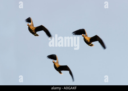 Weiße fronted Gans Anser Albifrons im Flug bei Bildung gegen einen schönen blauen Himmel norfolk Stockfoto