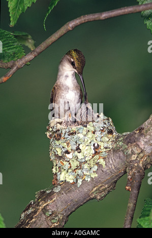 Frau Ruby – Throated Kolibri Fütterung der Jungvögel im Nest - vertikal Stockfoto