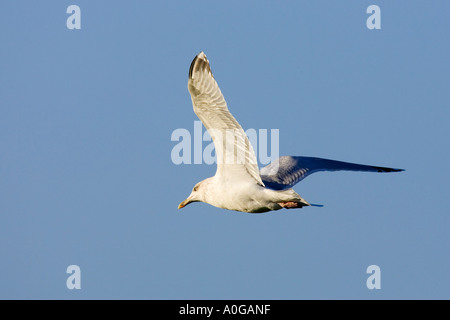 Silbermöwe Larus Argentatus im Flug gegen schönen blauen Himmel norfolk Stockfoto