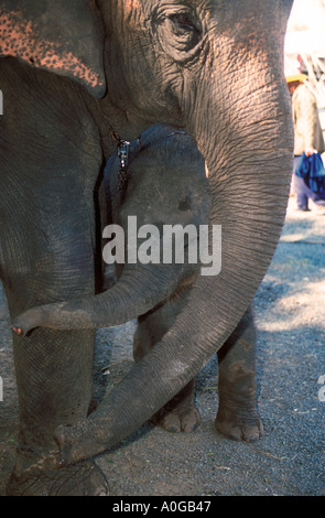 Mutter und Baby Elefanten im Surin Elephant Round-up Thailand Stockfoto