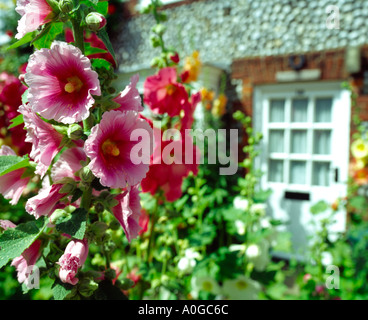 Stockrosen blühen außen Stein englischen Country Cottage-Garten Stockfoto