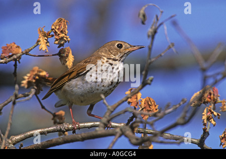 Holz-Soor Stockfoto