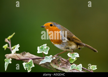 Robin Erithacus Rubecula thront auf Efeu bedeckt ast Alarm mit schönen Fokus Hintergrund Potton Bedfordshire suchen Stockfoto