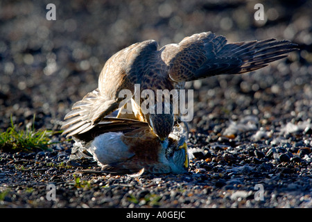 Sparrowhawk Accipiter Nisus mit Wacholderdrossel Turdus Pilaris Ashwell hertfordshire Stockfoto