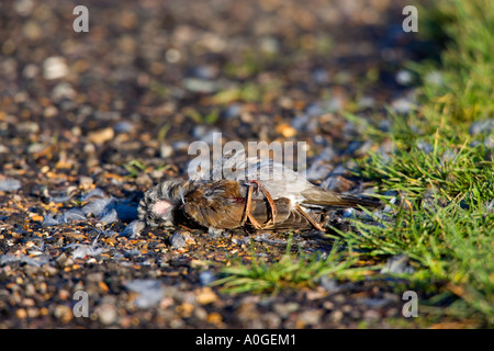 Wacholderdrossel Turdus Pilaris von Sparrowhawk Accipiter Nisus getötet Stockfoto