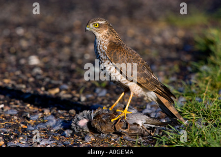 Sparrowhawk Accipiter Nisus mit Wacholderdrossel Turdus Pilaris suchen alert Ashwell hertfordshire Stockfoto