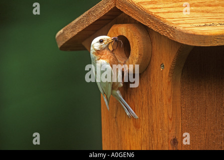 Albino östlichen Bluebird am Nistkasten Stockfoto