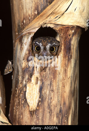 Elf-Eule im Baum-Hohlraum-vertikal Stockfoto