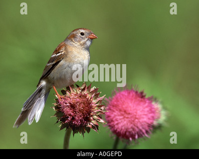 Feld-Sparrow auf Bull Distel Stockfoto