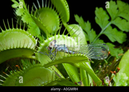 Venus Fly Trap (Dionaea Muscipula) mit erbeuteten damselfly Stockfoto