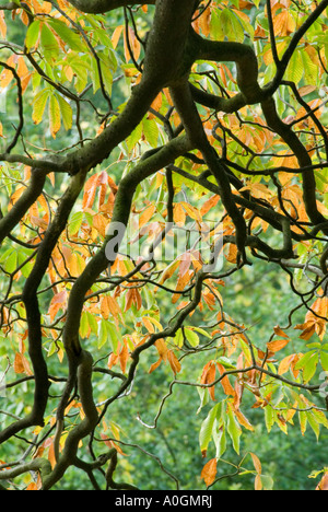 Walnut Tree (Juglans Regia) im Herbst Stockfoto