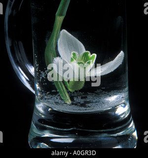 Ein Schneeglöckchen Blumen in eine Vase mit Wasser getaucht Stockfoto