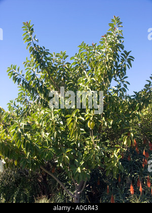 Indische Gummibaum Ficus Elastica wchst in einem alten Haus Garten in  Mijas Costa del Sol Spain Stockfotografie - Alamy