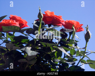 Miniatur-Rosen vor einem tiefblauen Himmel Stockfoto