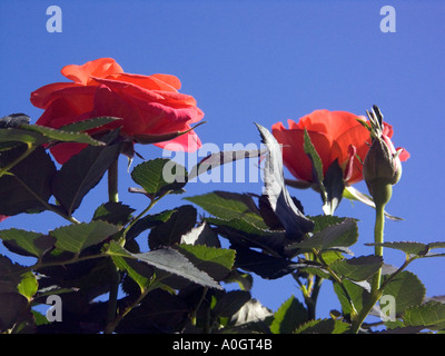 Miniatur-rote Rosen vor einem tiefblauen Himmel, Stockfoto