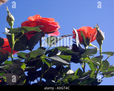 Miniatur-rote Rosen vor einem tiefblauen Himmel, Stockfoto