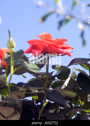 Einzelne Miniatur Rose vor einem tiefblauen Himmel Stockfoto