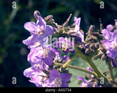 Wigandia Caracasana, botanische Proben, Busch, Stockfoto