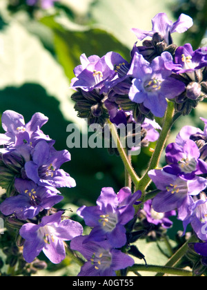 Wigandia Caracasana, botanische Proben, Busch, Stockfoto