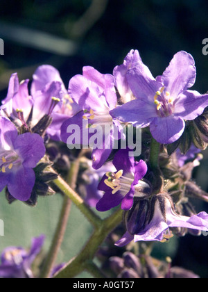 Wigandia Caracasana, botanische Proben, Busch, Stockfoto